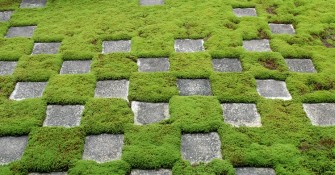Groundcover