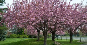 Ornamental Trees Australia