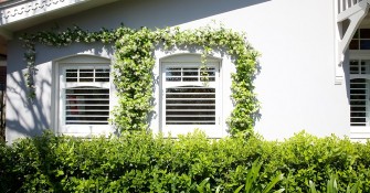 Climbing Plants