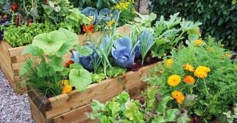 Vegetable Garden