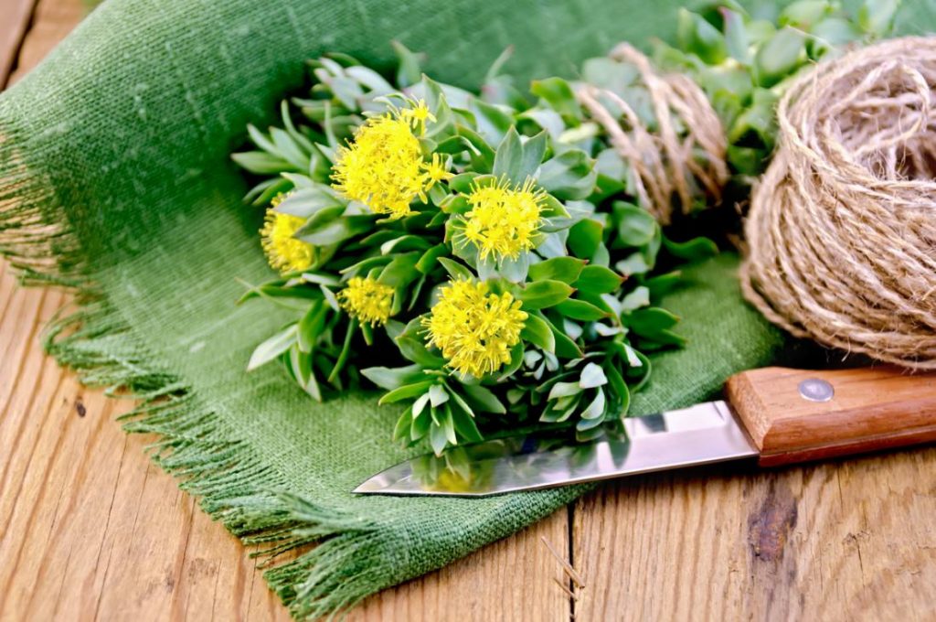 Rhodiola is a herb that is quite common in the European and Asian mountains and is also known as arctic root or golden root. Instead of the leaves like in many other herbs, in this situation, it’s the Rhodiola’s roots that are considered adaptogens which means that they can help your body become resistant to stress.