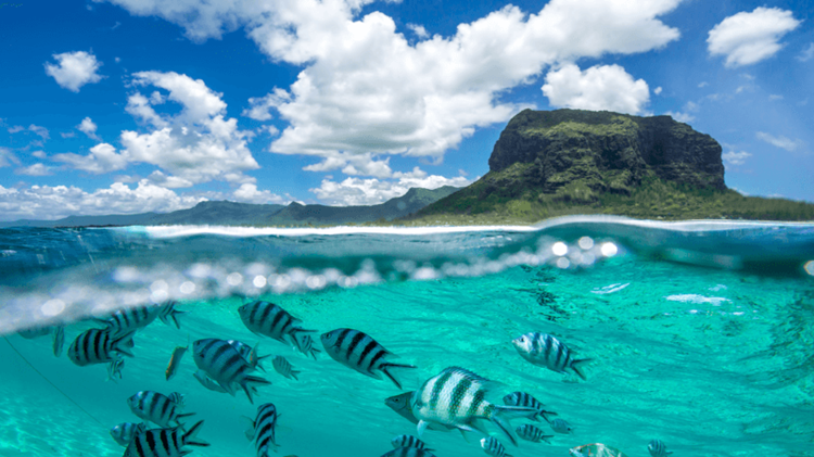 fish in the ocean