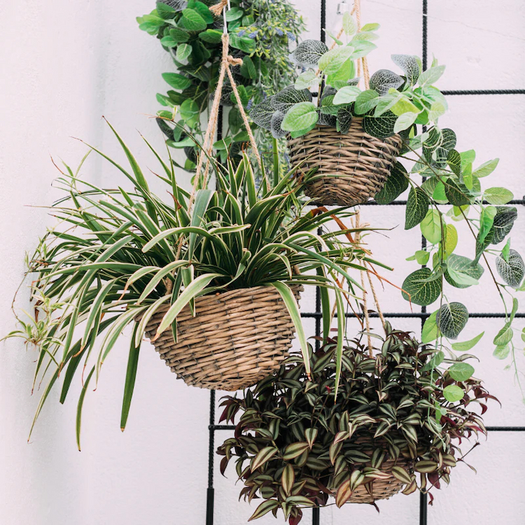 hanging-plants