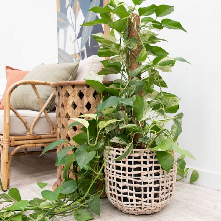 indoor-decorative-plant